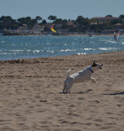 爱游戏体育官网-“天府新区沙滩赛场：沙滩合球挑战传统竞技”  第3张